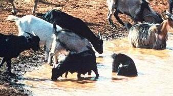 Feral goats at water, source R Henzell Feral goats at water, source R Henzell